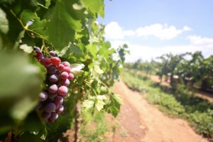 En Pabellón de Arteaga se ubican dos de los viñedos más reconocidos en Aguascalientes.