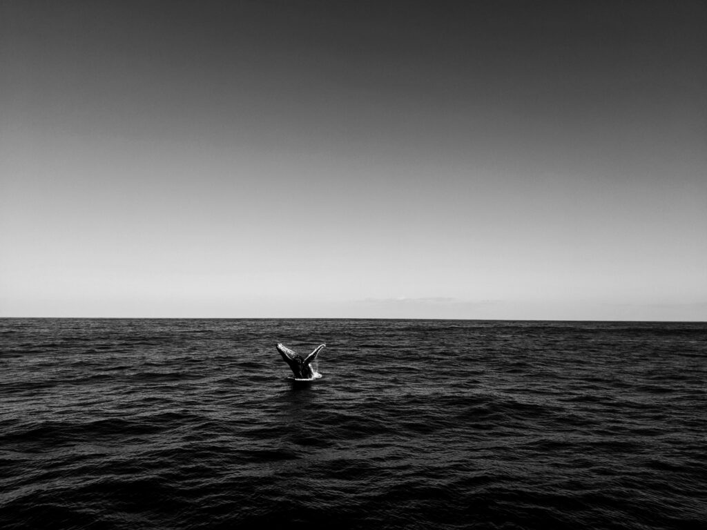 Temporadas de avistamiento de ballenas en México. Foto de Valeriia Miller en Pexels.